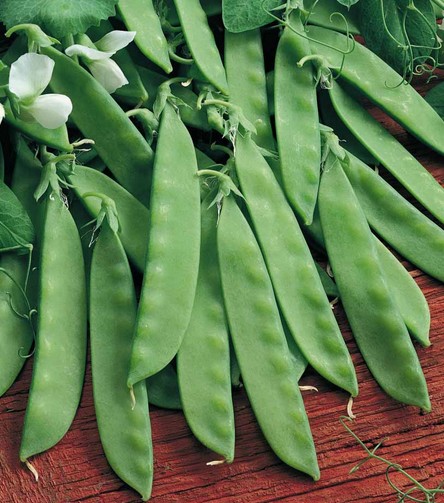 Pea seed Pisum sativum ‘Oregon Sugar Pod’